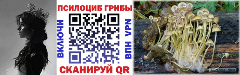 shop формула  Микунь  Галлюциногенные грибы Psilocybine cubensis 